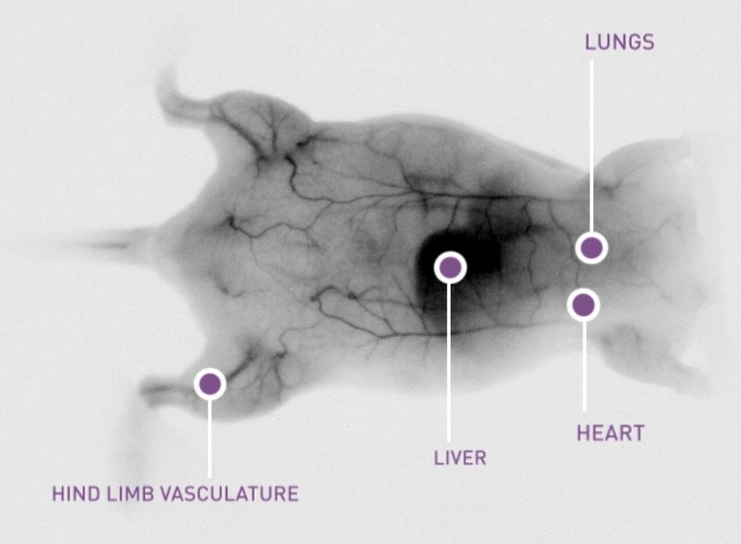 Small animal imaging in SWIR with C-RED 2