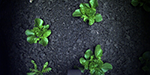 As Machine Vision Weeds Out Costs, Expect It to Raise More Crops image