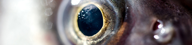Scientists ‘See’ Color Vision in Deep-Sea Fish Under Microscope