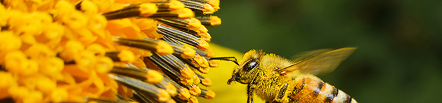 Microscopy in Life Sciences Used to Track Bee Pollination Processes