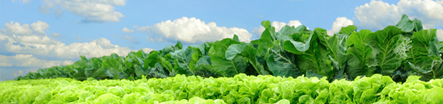 Vegebot’s Machine Vision Technology Enables Lettuce Harvesting