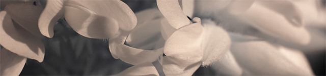Near Infrared Cameras Advance Machine Vision Capabilities