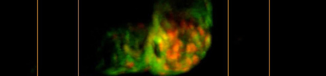 3D Microscope Able to Explore the Nervous System of Animals