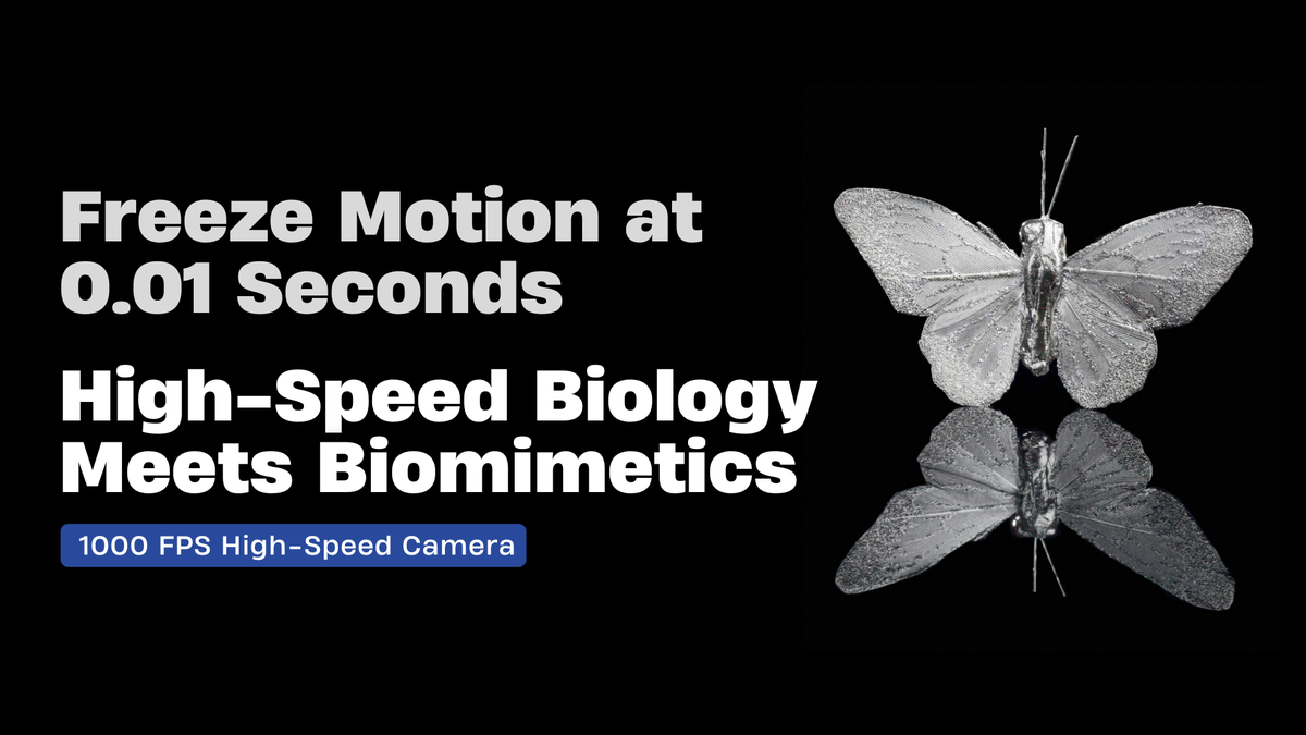 SinceVision High-Speed Camera Records Moth Motion in 1000FPS | Biomimetic Validation image