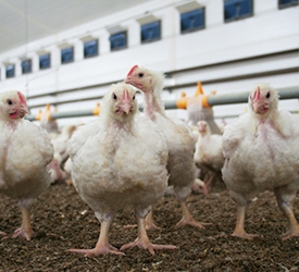 Ventilation and Feed Systems image