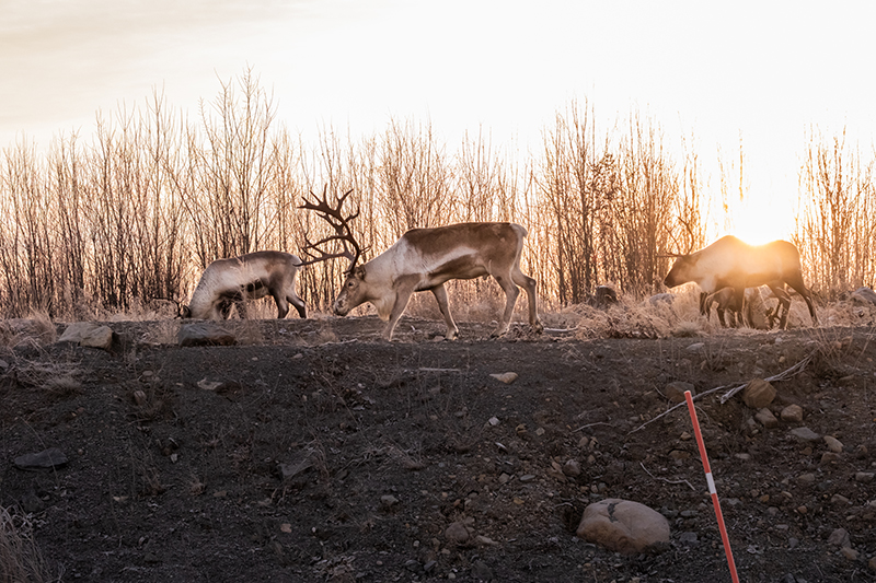 Herd of reindeer