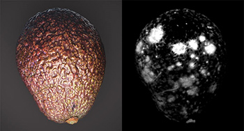 Hyperspectral cameras can identify blemishes under an avocado’s skin. Image credit: LuxFlux.