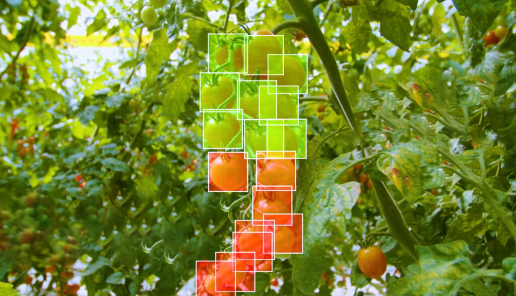 Figure 2: To harvest tomatoes for Nature Fresh Farms, integrator Four Growers uses an AI-based system that stitches together images from multiple stereo cameras to create a cohesive scene. Source: Four Growers