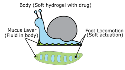 Snail-inspired delivery system for medications