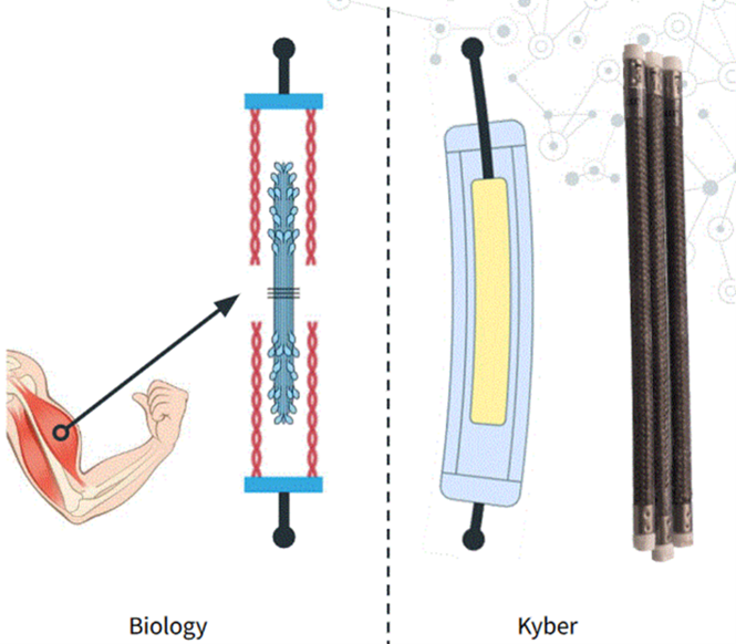 Biology, Kyber. Image courtesy of Kyper Labs.