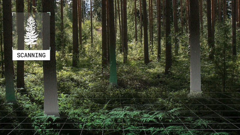 Deep Forest Scan Screen