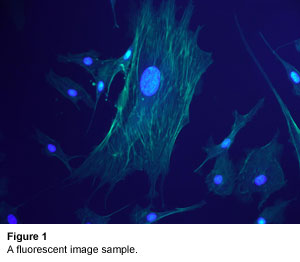 A fluorescent image sample.