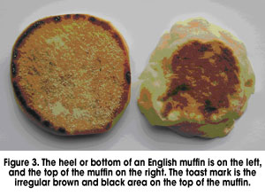 The heel or bottom of an English muffin is on the left, and the top of the muffin on the right.  The toast mark is the irregular brown and black area on the top of the muffin.