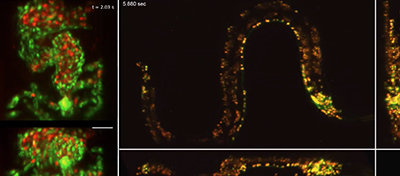 High-Speed 3D Microscope Creates Images of Living Creatures in Real-Time