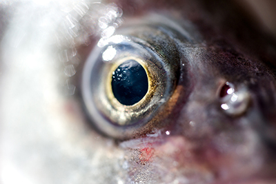 Scientists ‘See’ Color Vision in Deep-Sea Fish Under Microscope