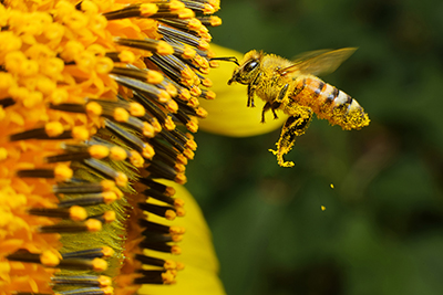 Microscopy in Life Sciences Used to Track Bee Pollination Processes