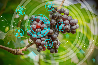 Machine Vision Trends for Food Inspection Applications
