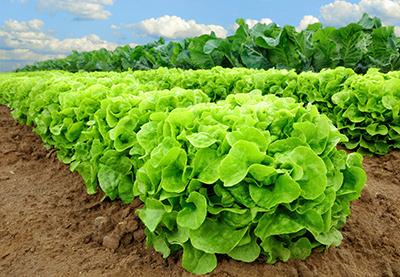 Vegebot’s Machine Vision Technology Enables Lettuce Harvesting