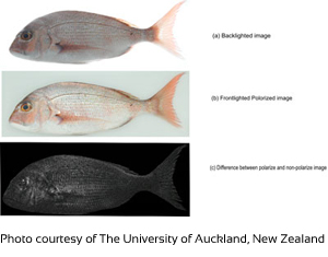 Photo courtesy of The University of Auckland, New Zealand