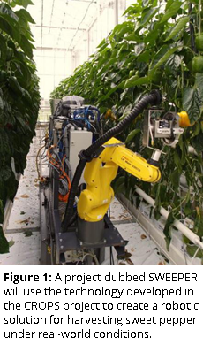 Figure 1: A project dubbed SWEEPER will use the technology developed in the CROPS project to create a robotic solution for harvesting sweet pepper under real-world conditions.