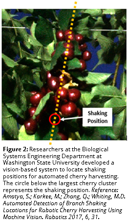 Figure 2: Researchers at the Biological Systems Engineering Department at Washington State University developed a vision-based system to locate shaking positions for automated cherry harvesting. The circle below the largest cherry cluster represents the shaking position. Reference: Amatya, S.; Karkee, M.; Zhang, Q.; Whiting, M.D. Automated Detection of Branch Shaking Locations for Robotic Cherry Harvesting Using Machine Vision. Robotics 2017, 6, 31.