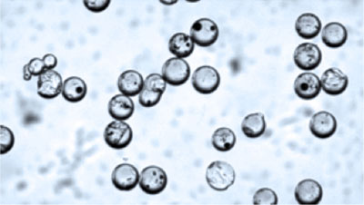 Cell Sample 1