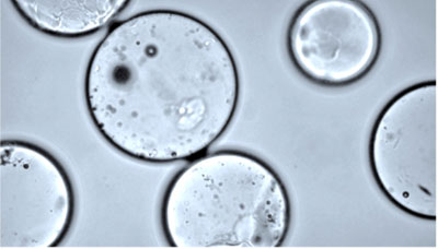 Cell Sample view with Inverse Microscope