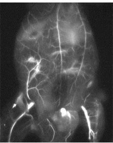 Fluorescence imaging: visualization of blood vessels in a mouse
