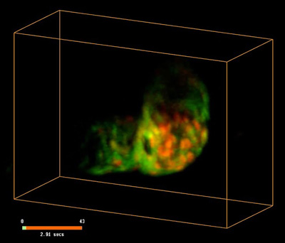 3d image of animal nervous system