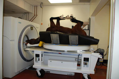 Positioning a horse within the CAT scan machine for diagnosis and treatment