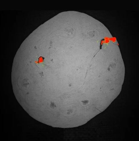 Tortilla