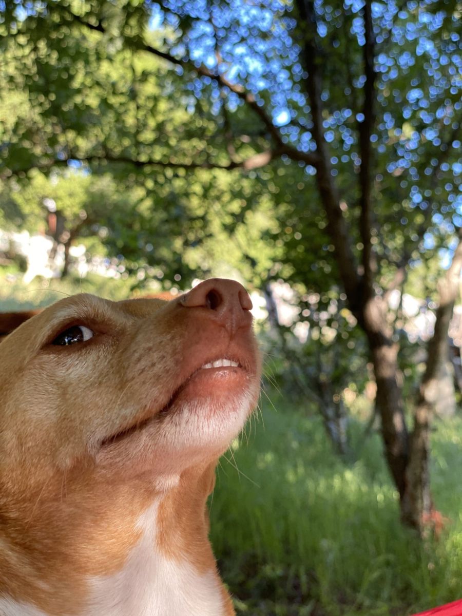 Photo of a daschund mix, Indie, making a funny face.