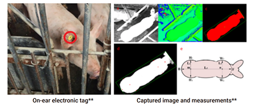 captured image and measurements and on-ear electronic tag