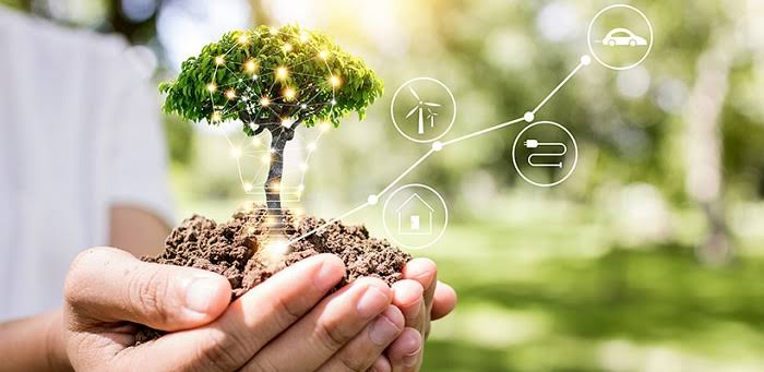 hands holding a tree