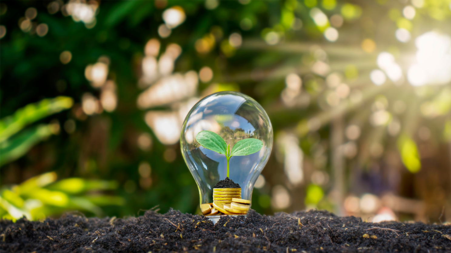 plant sprout in a light bulb